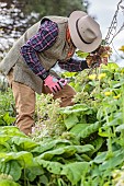 Gardener tending a bed in spring