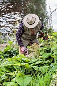 Gardener tending a bed in spring