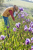 Man picking bearded irises in the garden in April.