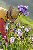 Man picking bearded irises in the garden in April.