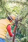 Man thinning the branch of a conifer (juniper): removal of an extra branch at the fork.