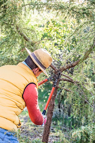 Man_thinning_the_branch_of_a_conifer_juniper_removal_of_an_extra_branch_at_the_fork