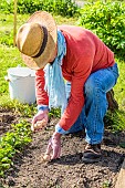 Man planting potatoes using the no-till technique. 1: Tubers are placed directly on the ground.