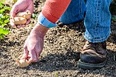 Man planting potatoes using the no-till technique. 1: Tubers are placed directly on the ground.