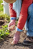 Man planting potatoes using the no-till technique. 1: Tubers are placed directly on the ground.