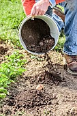 Man planting potatoes using the no-till technique. 2: Tubers are covered with a mound of compost.