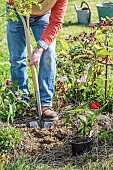 Planting an ornamental cherry seedling in a bed in spring