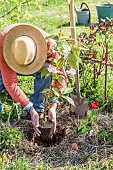 Planting an ornamental cherry seedling in a bed in spring