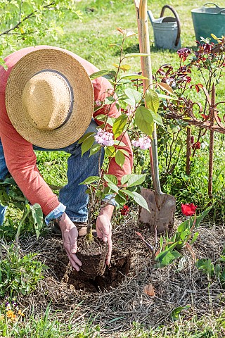 Planting_an_ornamental_cherry_seedling_in_a_bed_in_spring