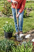 Man replacing tulips in a bed in spring: planting tulips ready to flower with their pot, to remove them more easily afterwards.