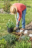 Man replacing tulips in a bed in spring: planting tulips ready to flower with their pot, to remove them more easily afterwards.