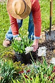 Man replacing tulips in a bed in spring: planting tulips ready to flower with their pot, to remove them more easily afterwards.