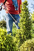 Man treating a box tree against the box tree moth by spraying a biological control agent, Bacillus