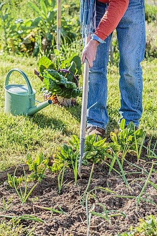 Man_tending_the_vegetable_garden_in_spring_Weeding_the_rows