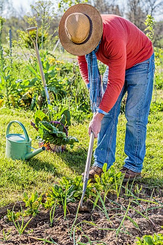Man_tending_the_vegetable_garden_in_spring_Weeding_the_rows