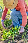 Man harvesting spinach in spring in a small vegetable garden.