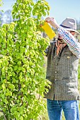 Man setting a sticky trap in a pear tree. The yellow sticky trap attracts aphids seeking to establish a colony on crops and pests of ripening fruit.