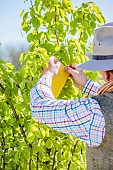 Man setting a sticky trap in a pear tree. The yellow sticky trap attracts aphids seeking to establish a colony on crops and pests of ripening fruit.