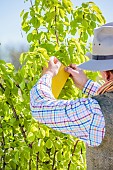 Man setting a sticky trap in a pear tree. The yellow sticky trap attracts aphids seeking to establish a colony on crops and pests of ripening fruit.