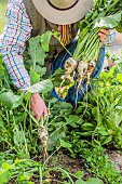 Harvesting the Winter Hard White turnip in spring.