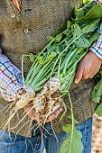 Man with Hard White Winter turnips, harvested in spring.