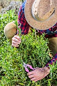 Cutting an Hartwegs beardtongue (Penstemon hartwegii) step by step. 1: Take stem ends.