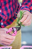 Cutting an Hartwegs beardtongue (Penstemon hartwegii) step by step. 2: Remove the leaves from the base.