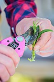 Cutting an Hartwegs beardtongue (Penstemon hartwegii) step by step. 3: shorten the foliage at the top of the cutting.