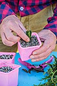 Cutting an Hartwegs beardtongue (Penstemon hartwegii) step by step. 2: Remove the leaves from the base. 4: put in individual pots.