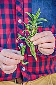 Cutting an Hartwegs beardtongue (Penstemon hartwegii) step by step. 2: Remove the leaves from the base. Comparison of a prepared cutting (left) with a raw stem (right).