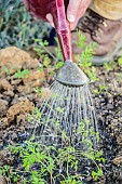 Watering of young carrots in the spring, with a sprinkler head so as not to disturb the seedlings.