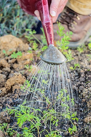 Watering_of_young_carrots_in_the_spring_with_a_sprinkler_head_so_as_not_to_disturb_the_seedlings