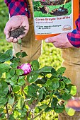 Fertilization of a rose bush with an organic fertilizer (roasted ground horn), in spring.