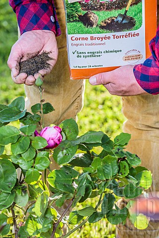 Fertilization_of_a_rose_bush_with_an_organic_fertilizer_roasted_ground_horn_in_spring