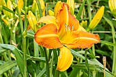 Daylily Treasure Shores, Hemerocallis Treasure Shores, Hybridizer : Wild 1976, flower