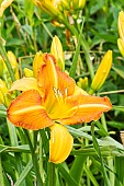 Daylily Treasure Shores, Hemerocallis Treasure Shores, Hybridizer : Wild 1976, flower