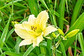 Daylily Iron Gate Glacier, Hemerocallis Iron Gate Glacier, Hybridizer : Sellers 1971, flower