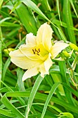 Daylily Iron Gate Glacier, Hemerocallis Iron Gate Glacier, Hybridizer : Sellers 1971, flower