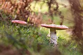 Fly Agaric (Amanita muscaria), undergrowth, Alsace, France