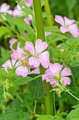 Cranesbill Holywood, Geranium oxonianum Holywood, flowers