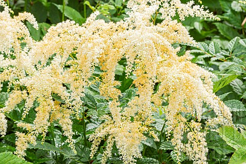 False_Spirea_Brautschleier_Astilbe_arendsii_Brautschleier_flowers