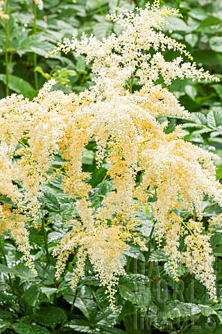 False_Spirea_Brautschleier_Astilbe_arendsii_Brautschleier_flowers