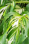 Slug damage on Plantain Lily Medio Variegata, Hosta undulata Medio Variegata
