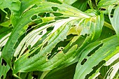 Slug damage on Plantain Lily Medio Variegata, Hosta undulata Medio Variegata