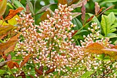 Sacred bamboo RIchmond, Nandina domestica Richmond, flowers