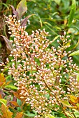 Sacred bamboo RIchmond, Nandina domestica Richmond, flowers