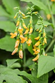 Golden pea (Lathyrus aureus) flowers, in marsh