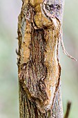 Typical symptoms of a citrus fruit affected by exocortis: the peel peels and blisters as a result of infection by a viroid, Citrus exocortis viroid, or CEVd.