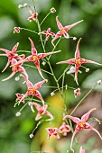 Elf flower Epimedium Totally Feetch, flowers