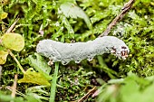 Butterfly caterpillar parasitized by entomopathogenic fungus (Beauveria bassiana), in a garden, Tarn et Garonne, France